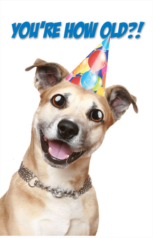 Happy Birthday Dog Quotes
 Dog Birthday Quotes QuotesGram