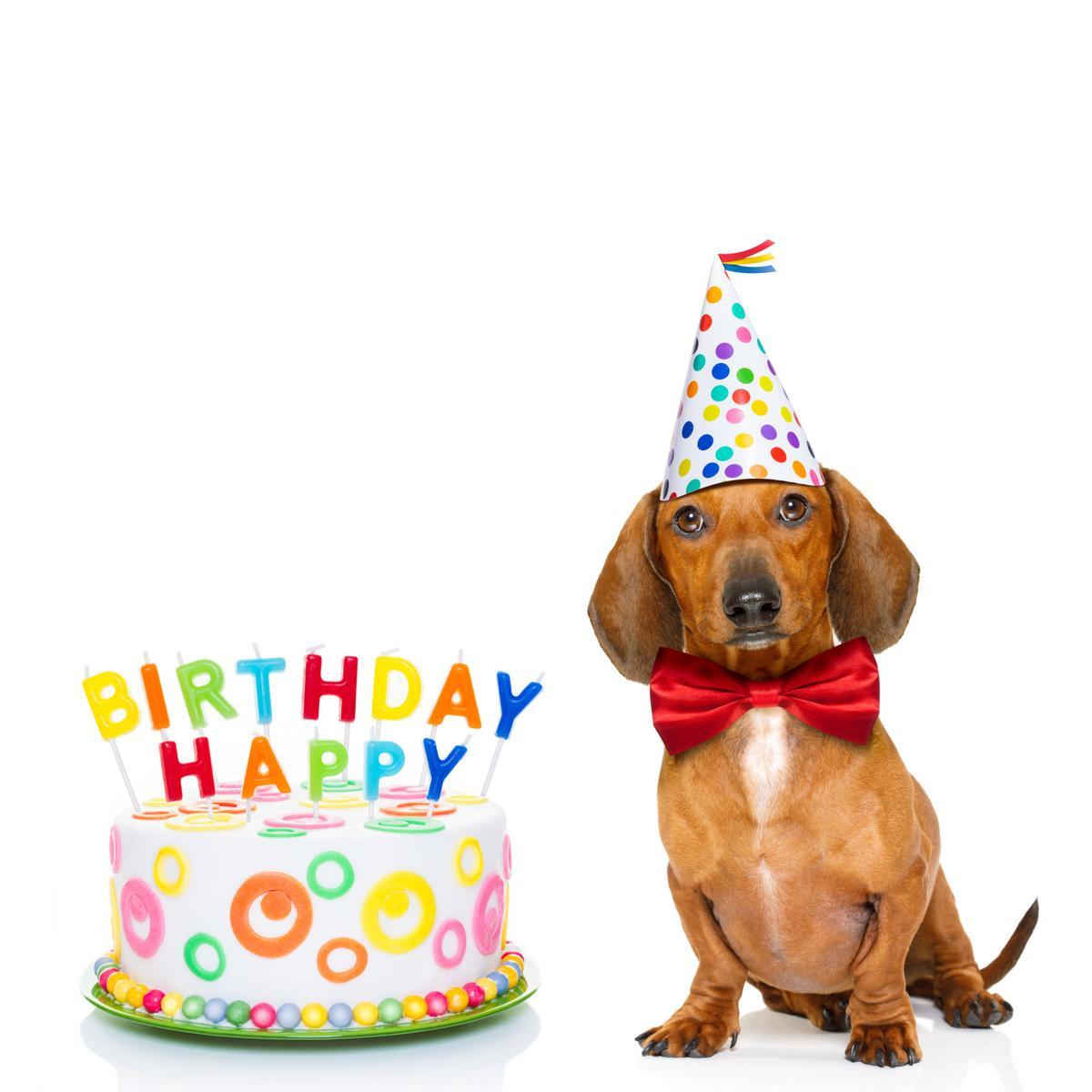 Happy Birthday Dog Quotes
 Genuinely Heartfelt Happy 20th Birthday Wishes and Quotes