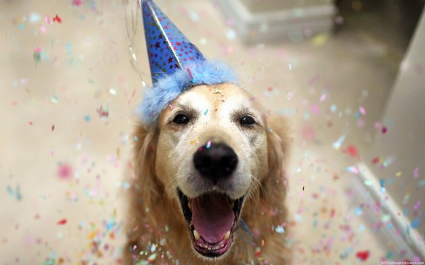 Happy Birthday Dog Quotes
 The 45 Birthday Wishes for Dogs