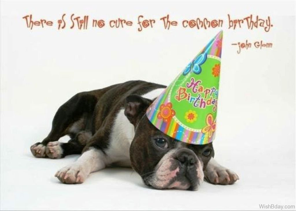 Happy Birthday Dog Quotes
 64 Dog Birthday Wishes