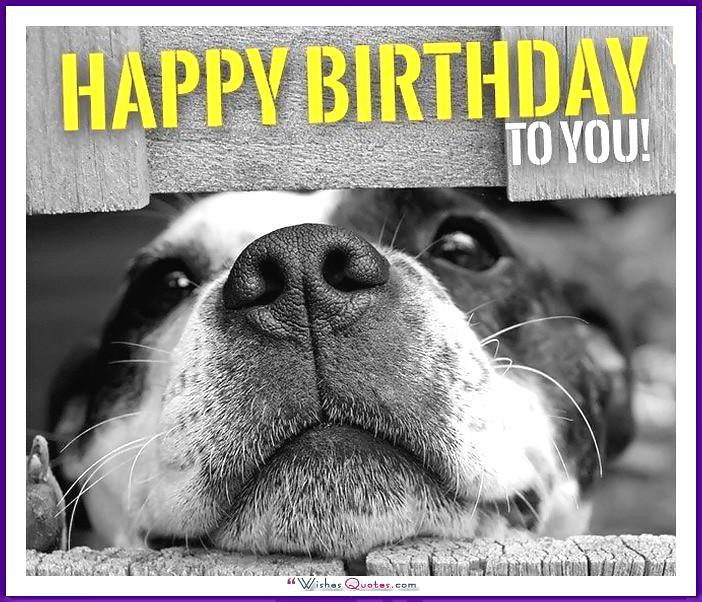 Happy Birthday Dog Quotes
 Happy Birthday Memes with Funny Cats Dogs and Animals