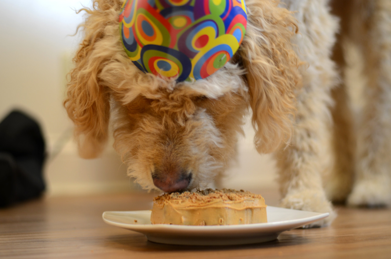 Healthy Dog Birthday Cake Recipe
 Healthy Dog Birthday Cake make with apples and carrots