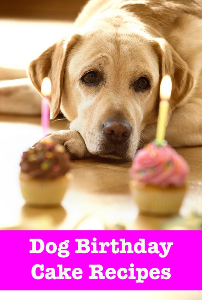 Healthy Dog Birthday Cake Recipe
 Dog Birthday Cake Recipes From Easy To Fancy Bakes