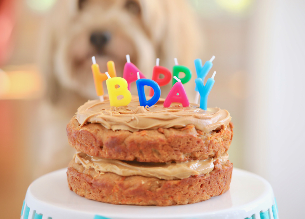Healthy Dog Birthday Cake Recipe
 Dog Birthday Cake Recipe For Your Furry Friend Bigger