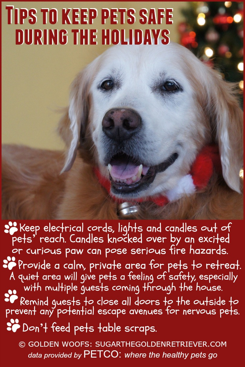 Holiday Safety Gift Ideas
 Holiday Pet Gift Ideas and Safety Tips