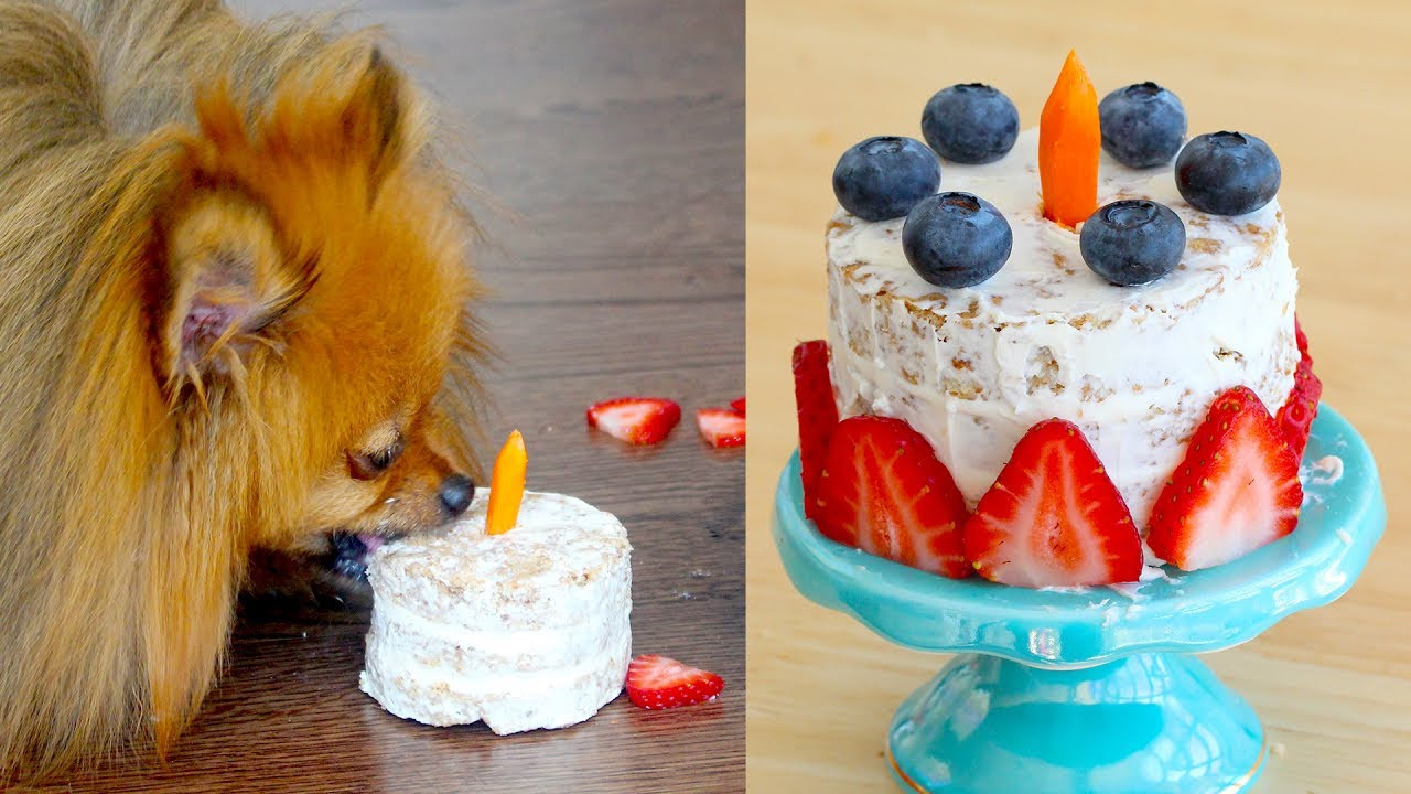 How To Make A Birthday Cake For A Dog
 How to Make a Birthday Cake FOR DOGS