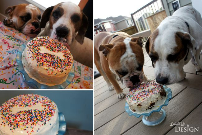 How To Make A Birthday Cake For A Dog
 14 Dog Birthday Cake & Cupcake Homemade Recipes