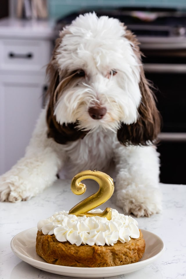 How To Make A Birthday Cake For A Dog
 Easy Homemade Dog Cake Crazy for Crust
