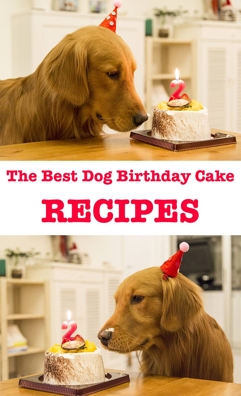 How To Make A Birthday Cake For A Dog
 Dog Birthday Cake Recipes For Your Pup s Special Day