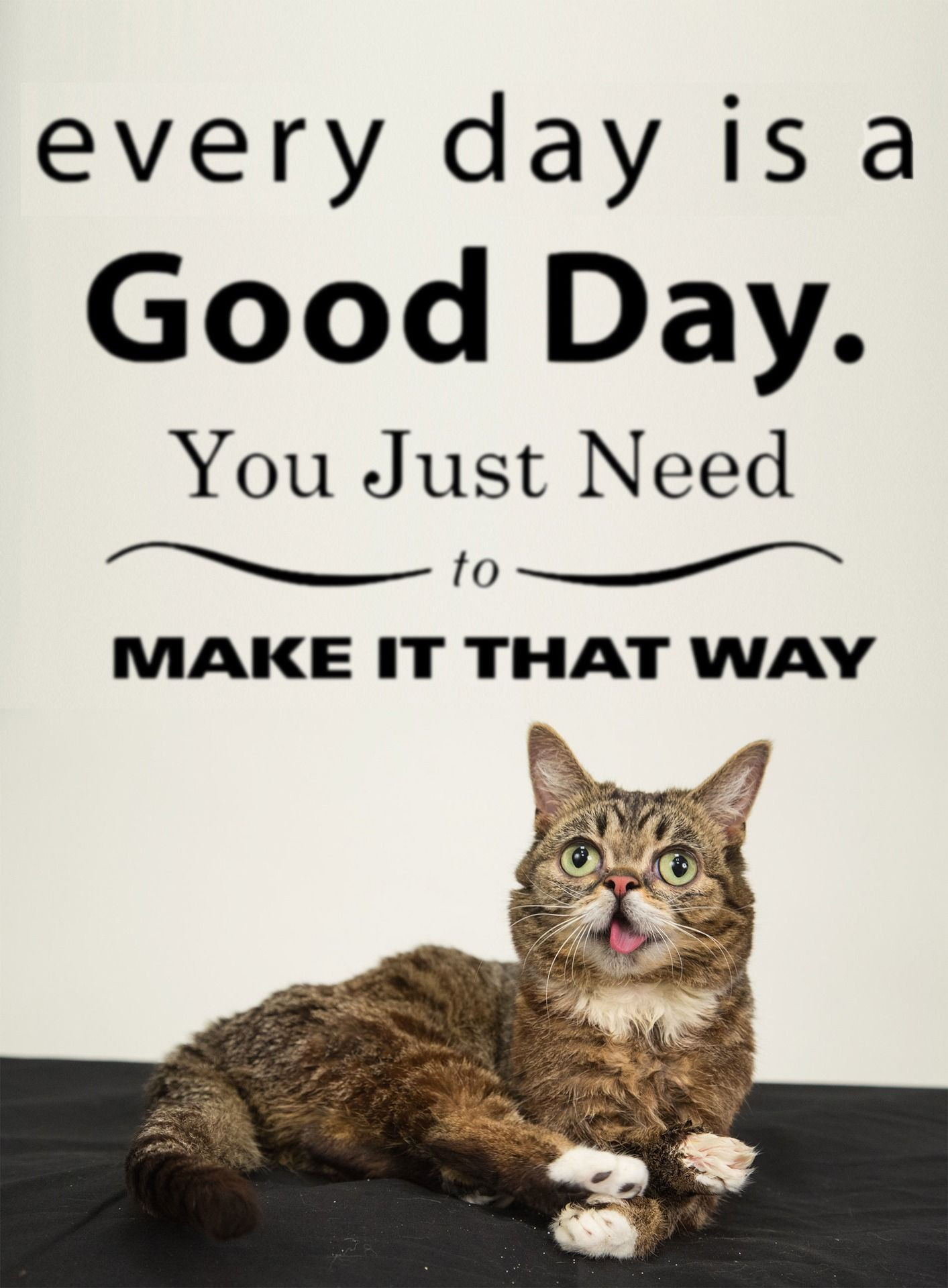 Inspirational Cat Quotes
 15 Adorable Things That Delight Lil Bub [PICS]
