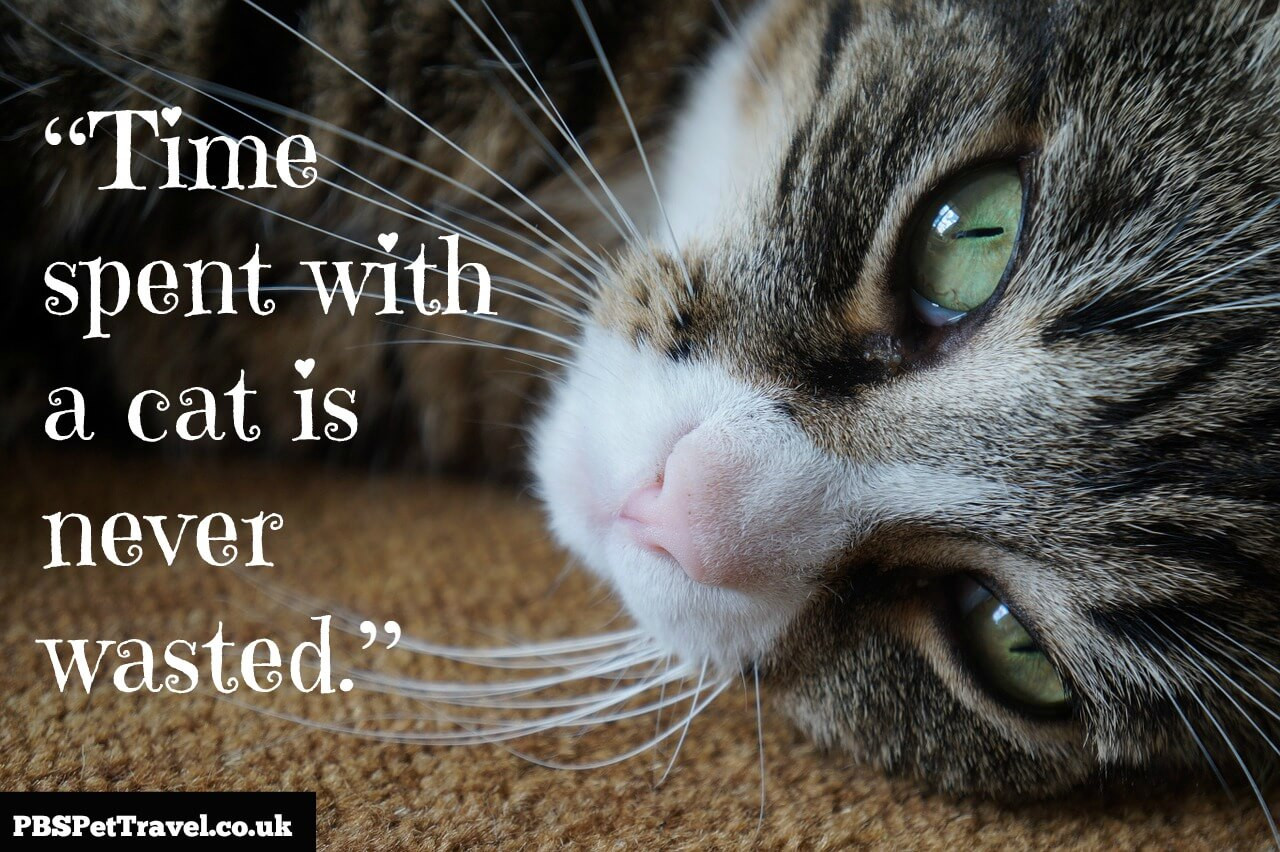 Inspirational Cat Quotes
 Best Cat Quotes QuotesGram