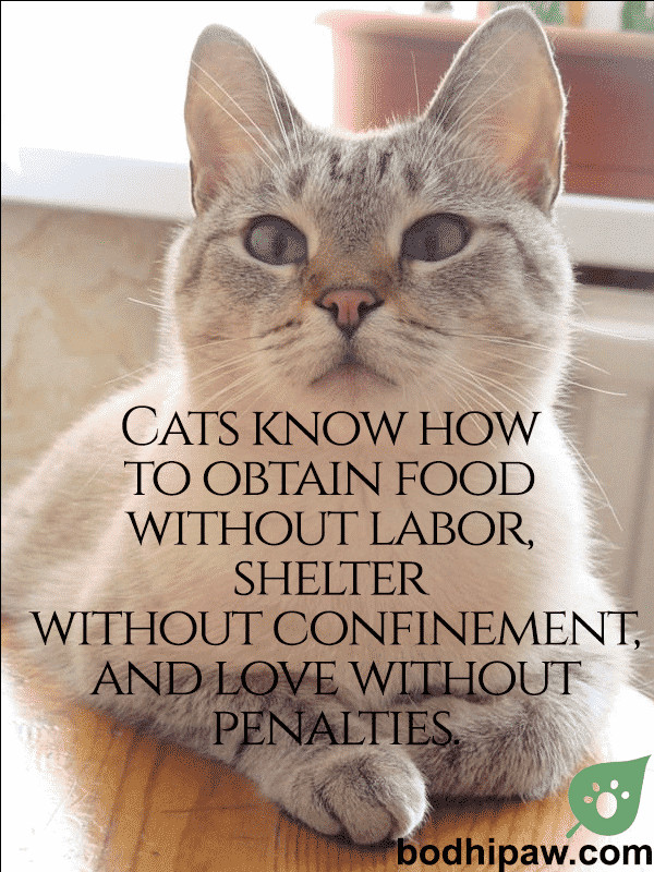 Inspirational Cat Quotes
 10 Inspirational & Humorous Cat Quotes Bodhi Paw Blog