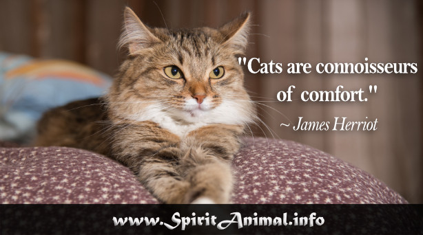 Inspirational Cat Quotes
 Cat Quotes Spirit Animal Info
