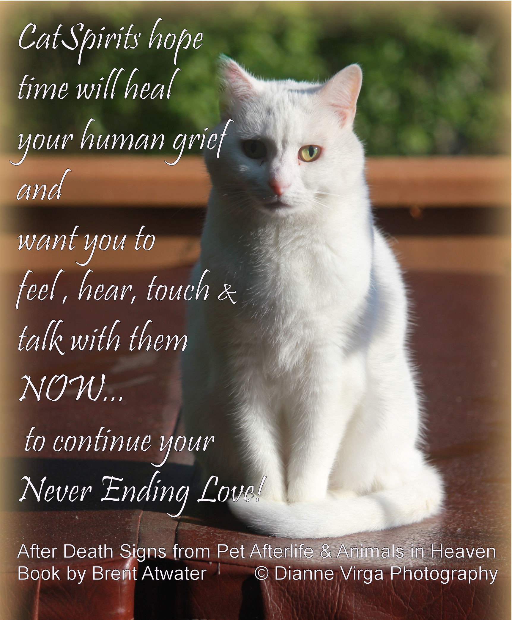 Inspirational Cat Quotes
 Cat loss quote Greiving over cat loss Inspirational Cat
