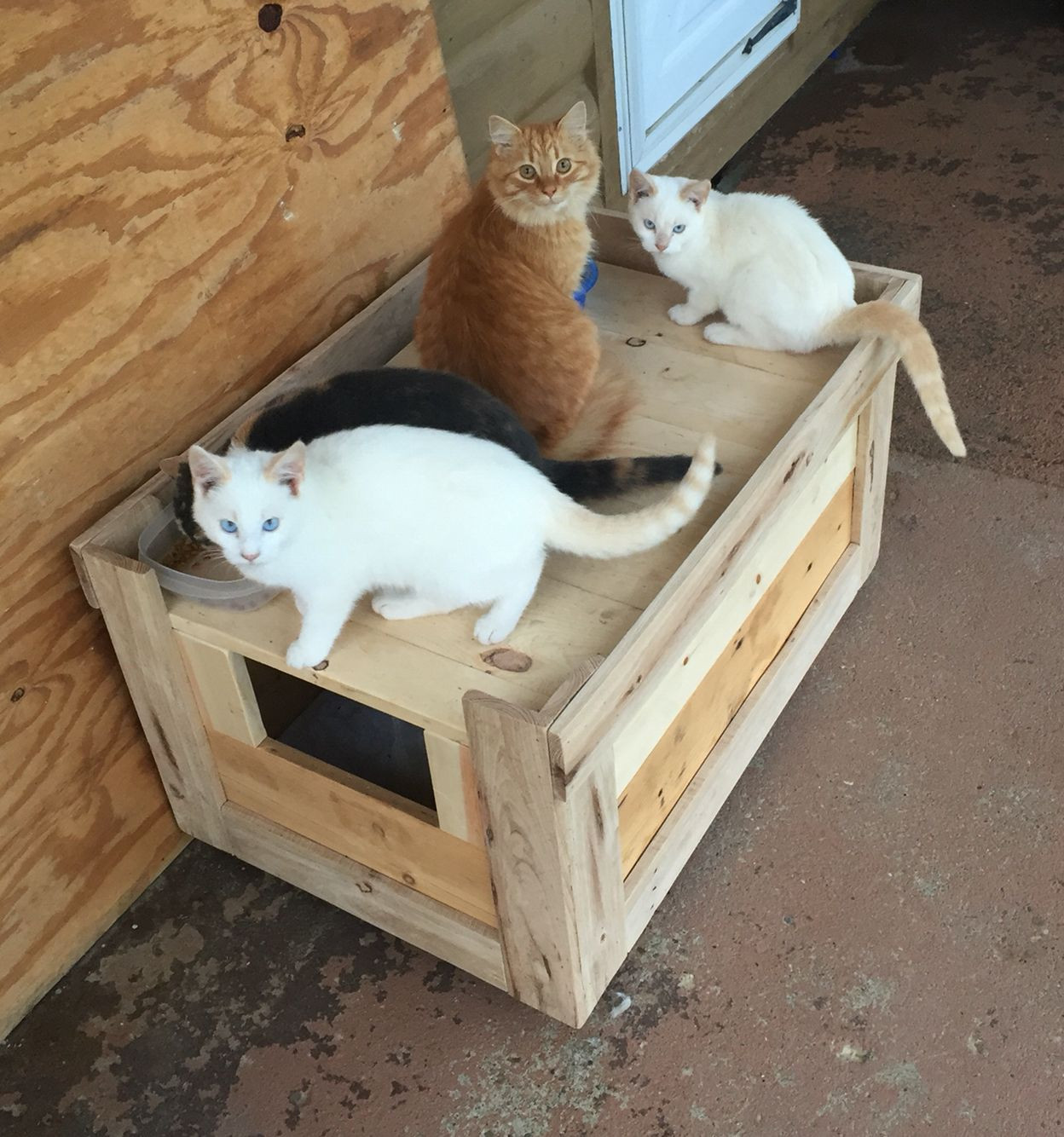 Insulated Outdoor Cat House DIY
 Outdoor Cat house made with pallet boards and small