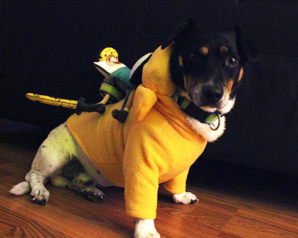 Jake The Dog Costume DIY
 ADVENTURE TIME JAKE THE DOG DOG COSTUME 6 Steps with