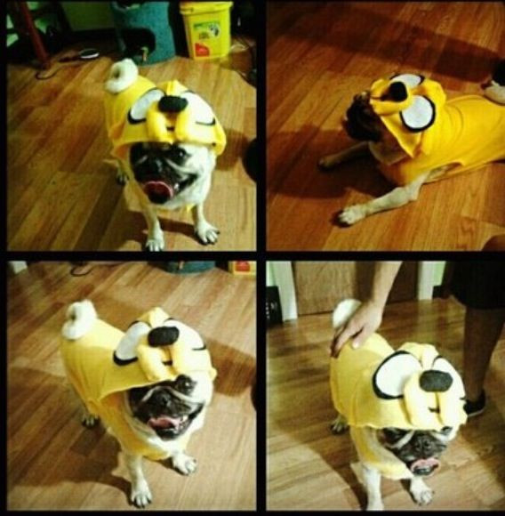 Jake The Dog Costume DIY
 Idea for Zooey s Jake the dog costume to go with Stevens