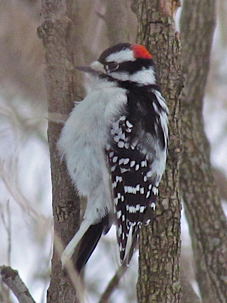 Kansas Backyard Birds
 23 best Kansas Birds backyard images on Pinterest