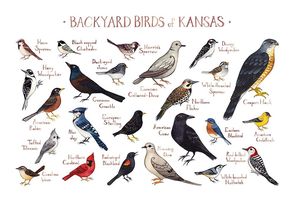 Kansas Backyard Birds
 Kansas Backyard Birds Field Guide Art Print – Kate