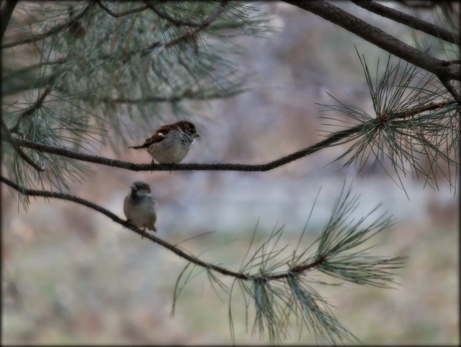 Kansas Backyard Birds
 Through Carol s Lens Backyard Birds Kansas