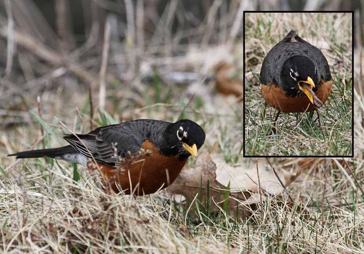 Kansas Backyard Birds
 23 best Kansas Birds backyard images on Pinterest