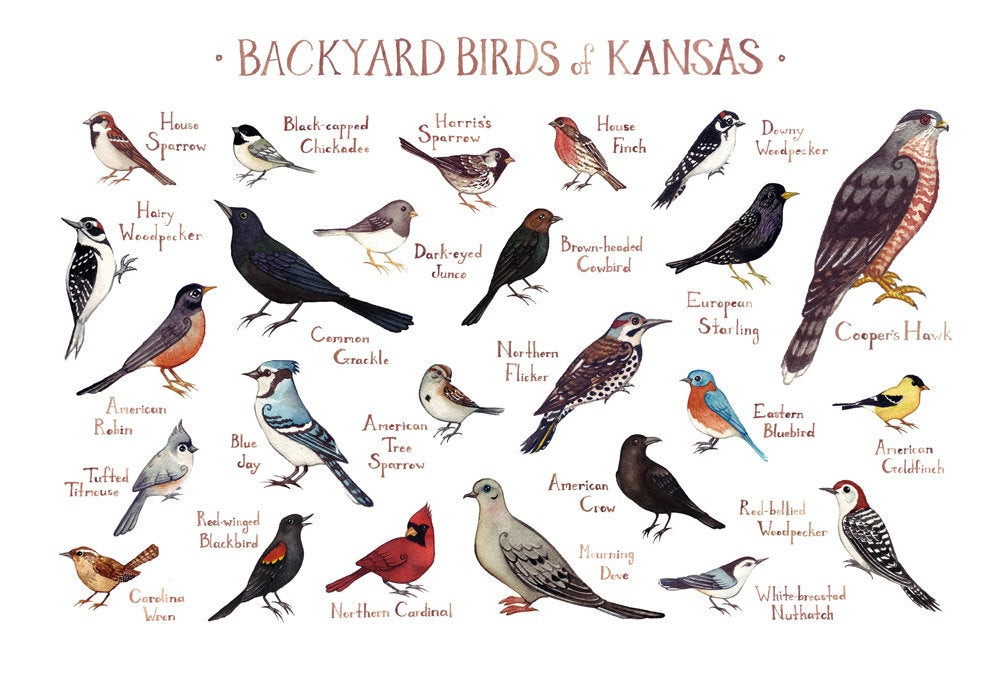 Kansas Backyard Birds
 Kansas Backyard Birds Field Guide Art Print Watercolor