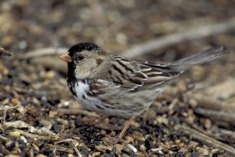 Kansas Backyard Birds
 Kansas City Bird Checklist – Great Missouri Birding Trail