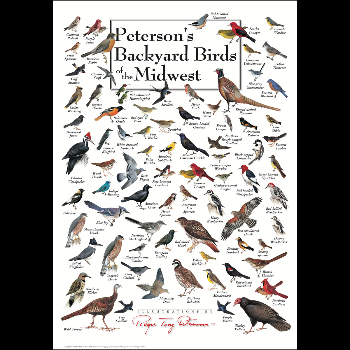 Kansas Backyard Birds
 Peterson’s Backyard Birds of the Midwest – Poster – Earth