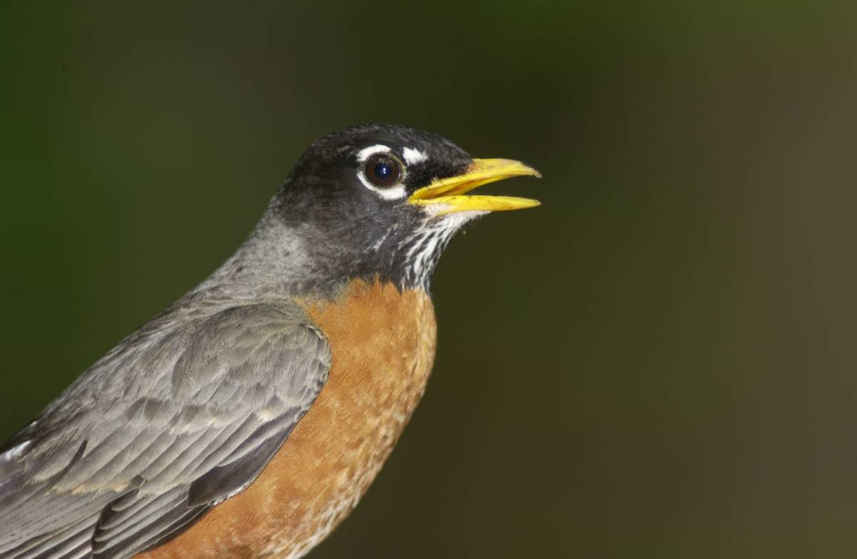 Kansas Backyard Birds
 Birds of Missouri – Great Missouri Birding Trail