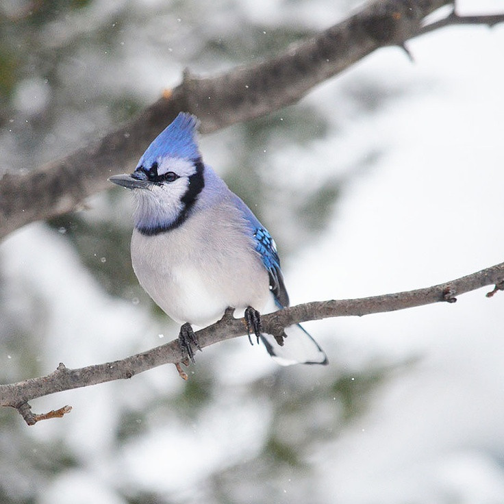 Kansas Backyard Birds
 23 best Kansas Birds backyard images on Pinterest