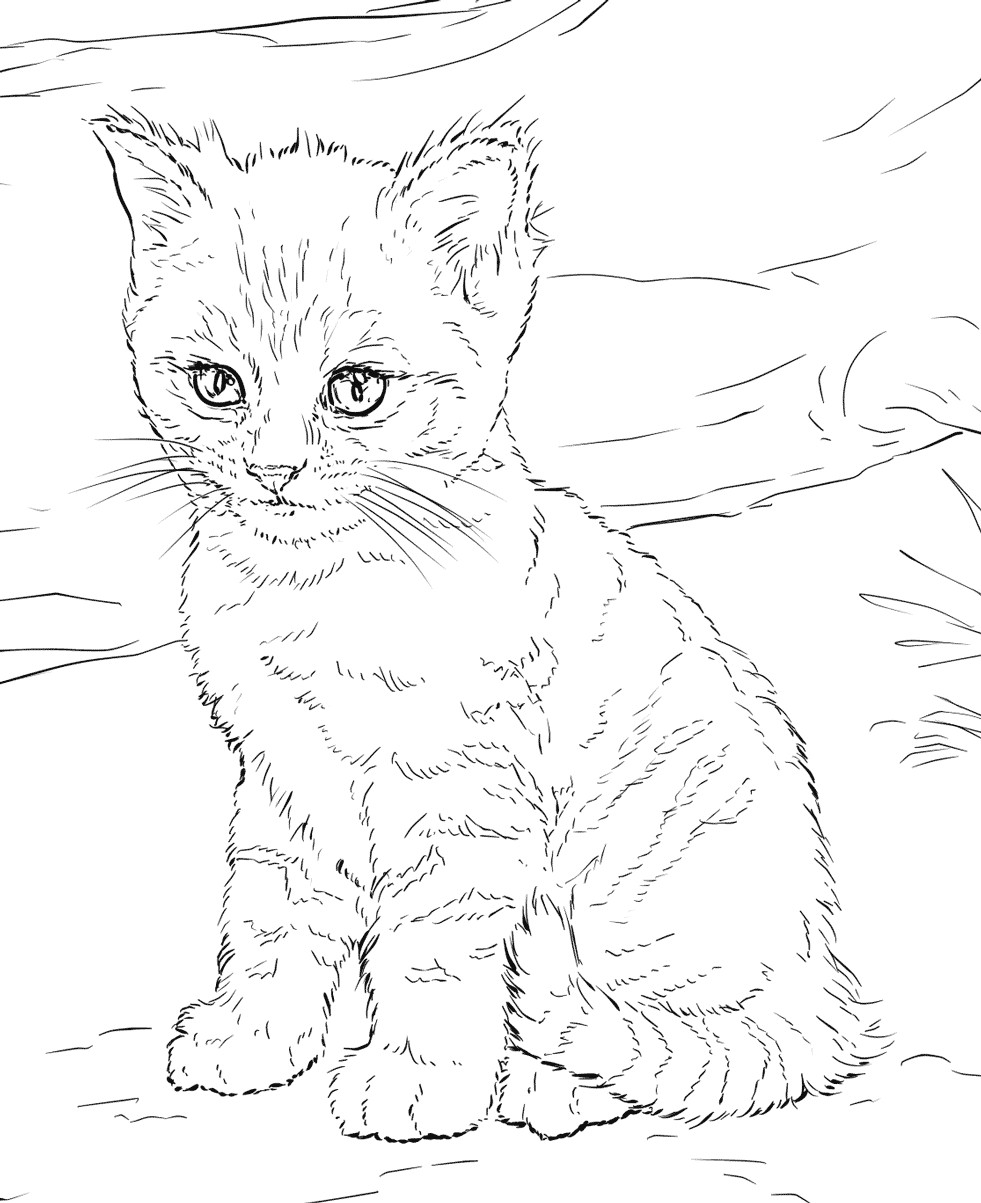 Kitten Coloring Pages For Kids
 Cat Coloring Pages for Adults Best Coloring Pages For Kids