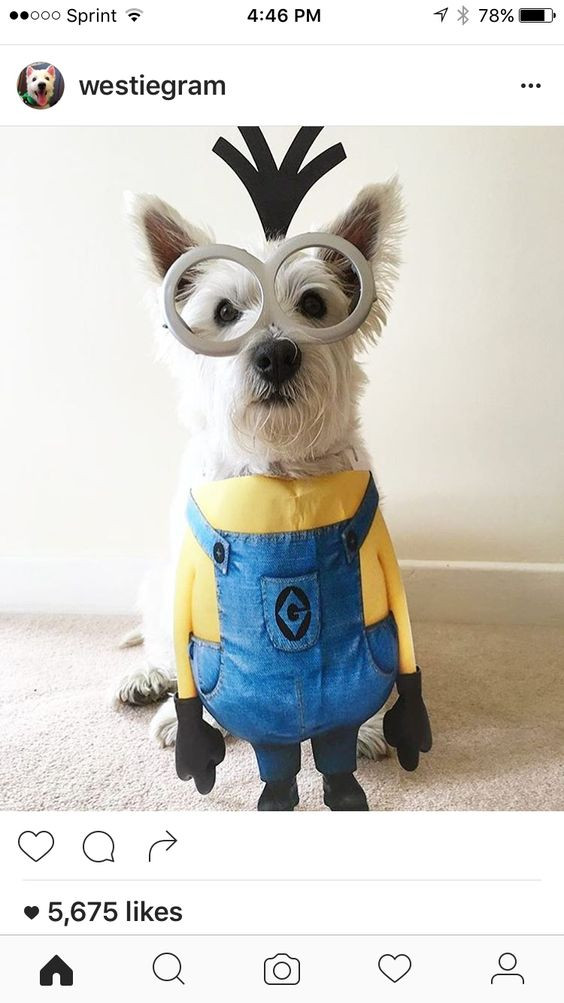 Minion Dog Costume DIY
 30 Dog Halloween Costumes 2017
