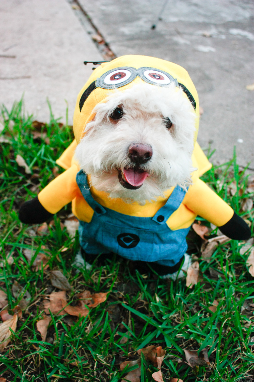 Minion Dog Costume DIY
 DIY Minion Costume Make your own Minion Halloween costumes