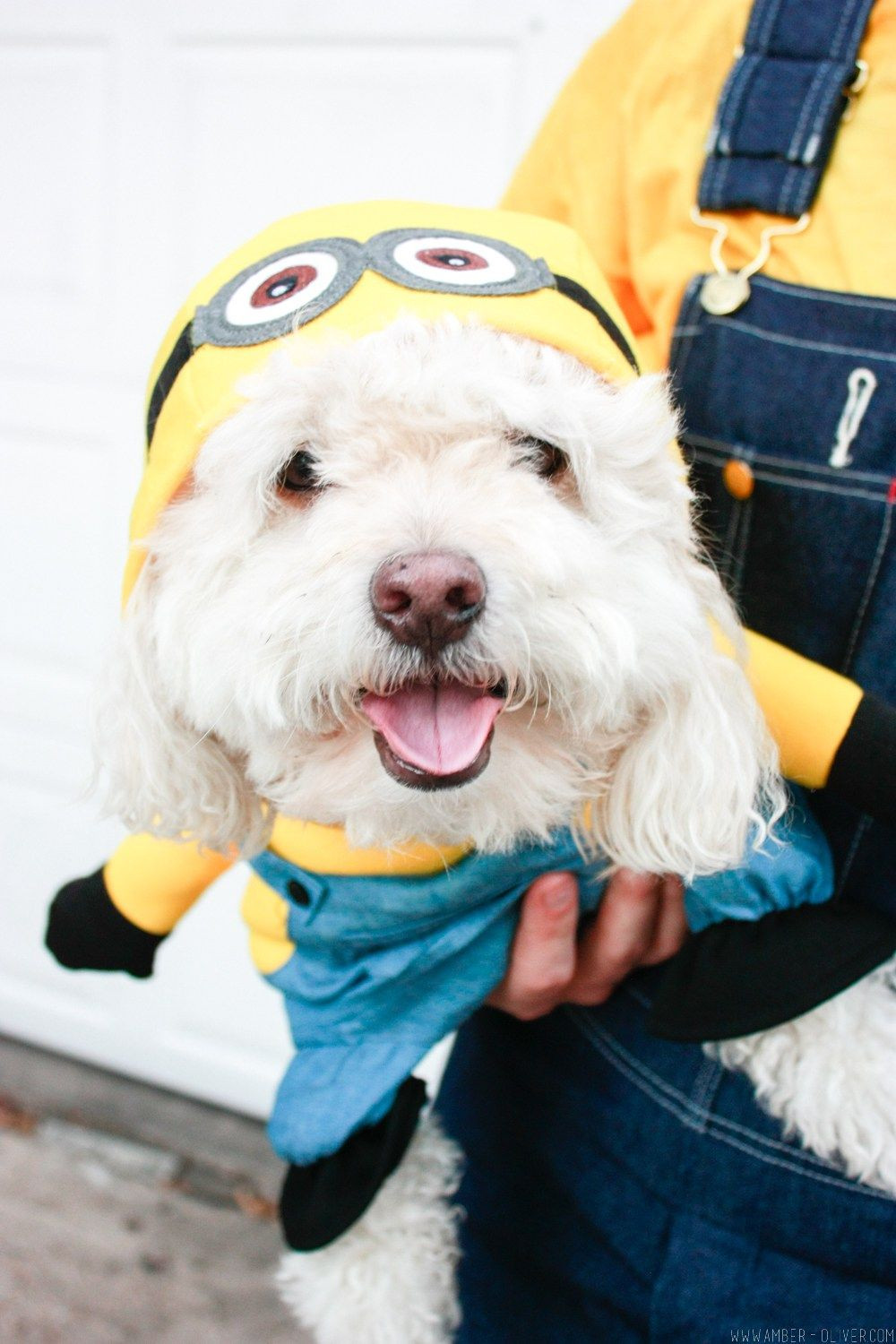 Minion Dog Costume DIY
 DIY Minion Costume Make your own Minion Halloween