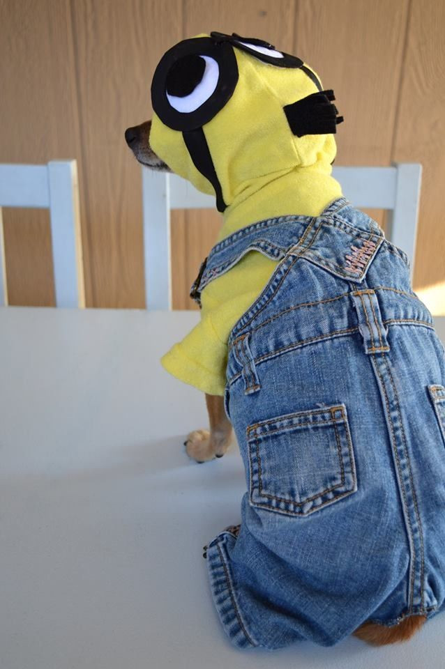 Minion Dog Costume DIY
 Minion dog outfit DIY Dog outfits