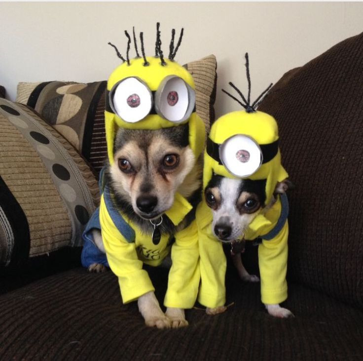 Minion Dog Costume DIY
 29 best Halloween Dogs images on Pinterest