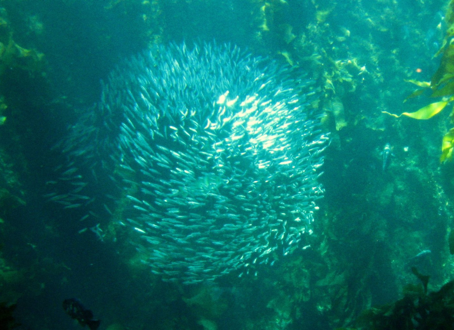 Monterey Bay Aquarium Thanksgiving Hours
 30 Best Monterey Bay Aquarium Thanksgiving Hours Home
