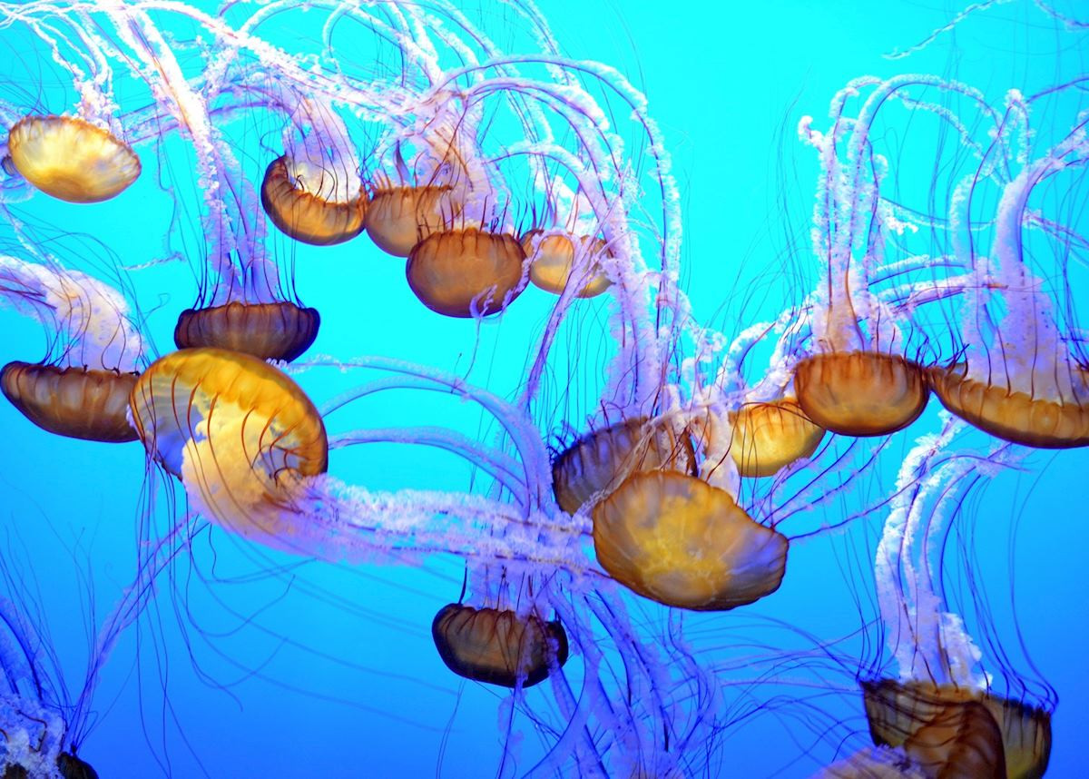 Monterey Bay Aquarium Thanksgiving Hours
 Family holidays in California Travel guide
