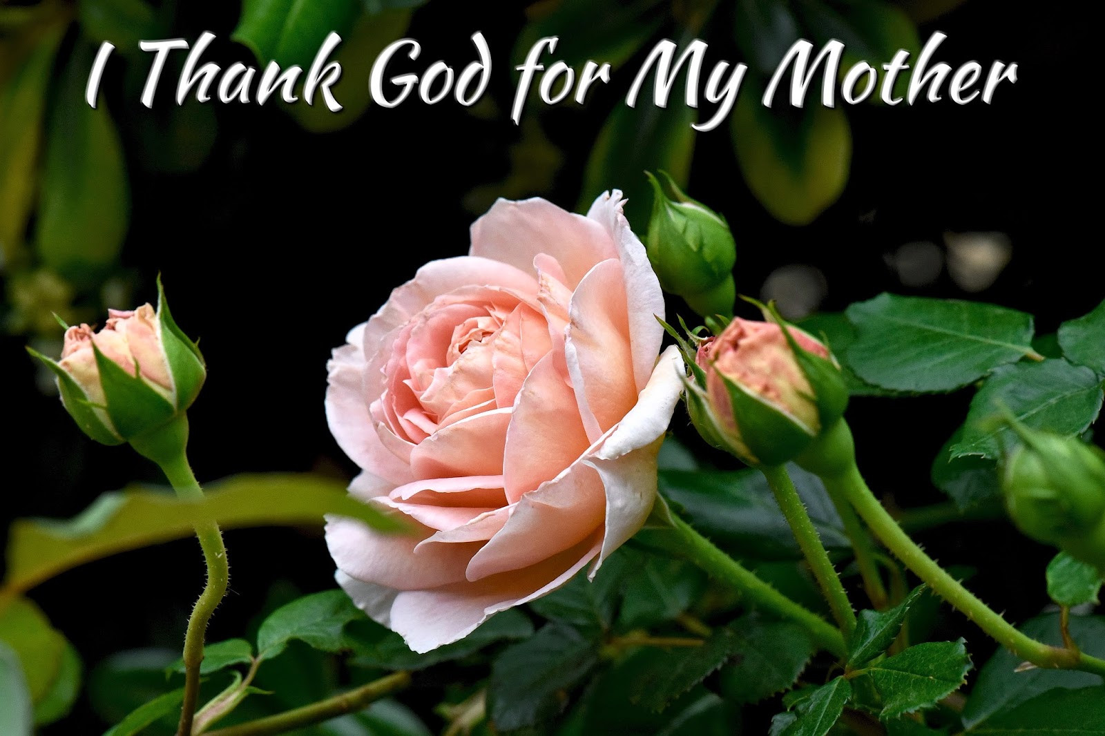 Motherhood Bible Quotes
 Top 10 Bible Verses for Mothers Day Salt and Light Blog