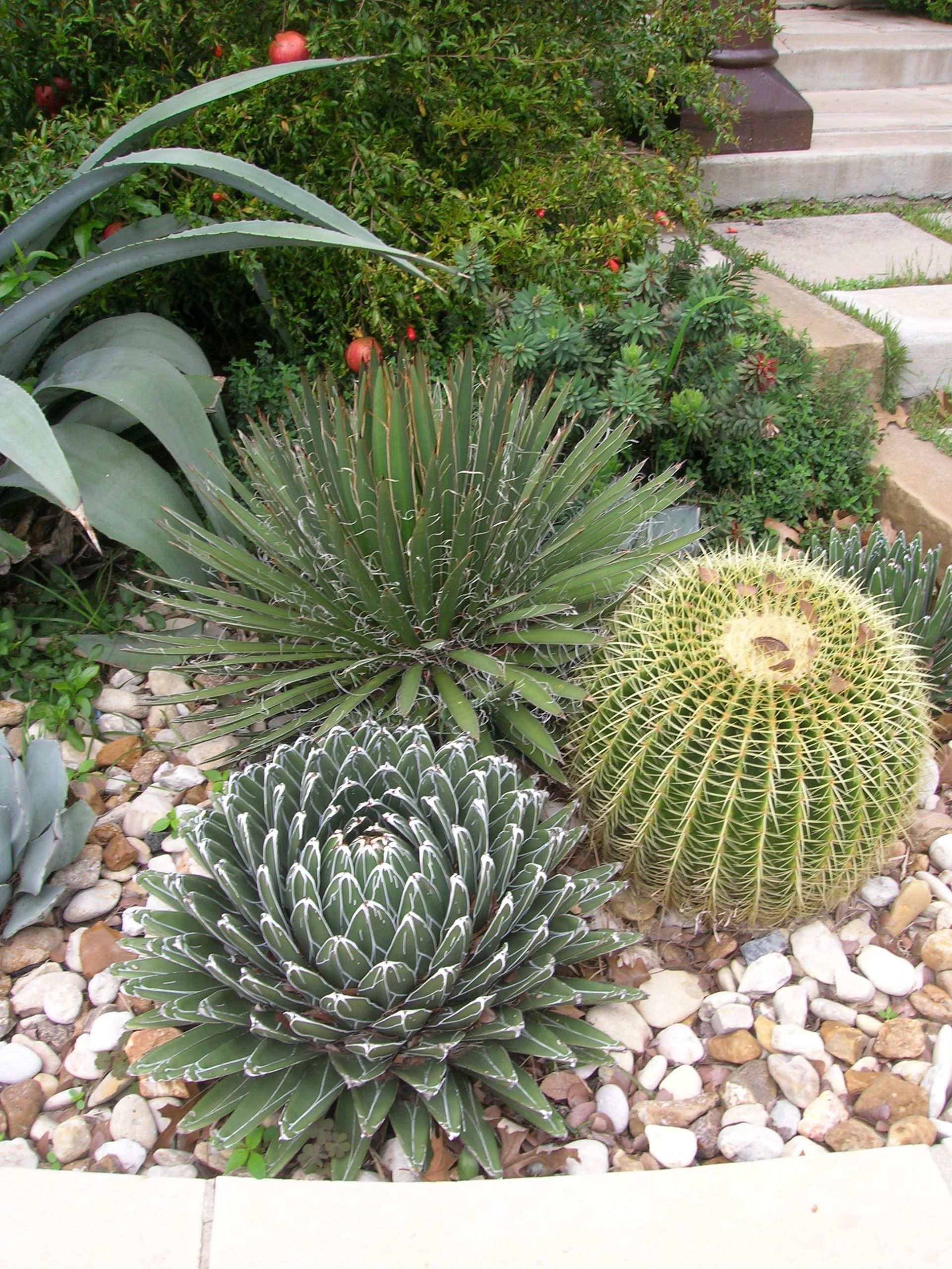 Outdoor Landscape Backyard
 Outdoor Cactus Garden Ideas For The Best Looking Landscape