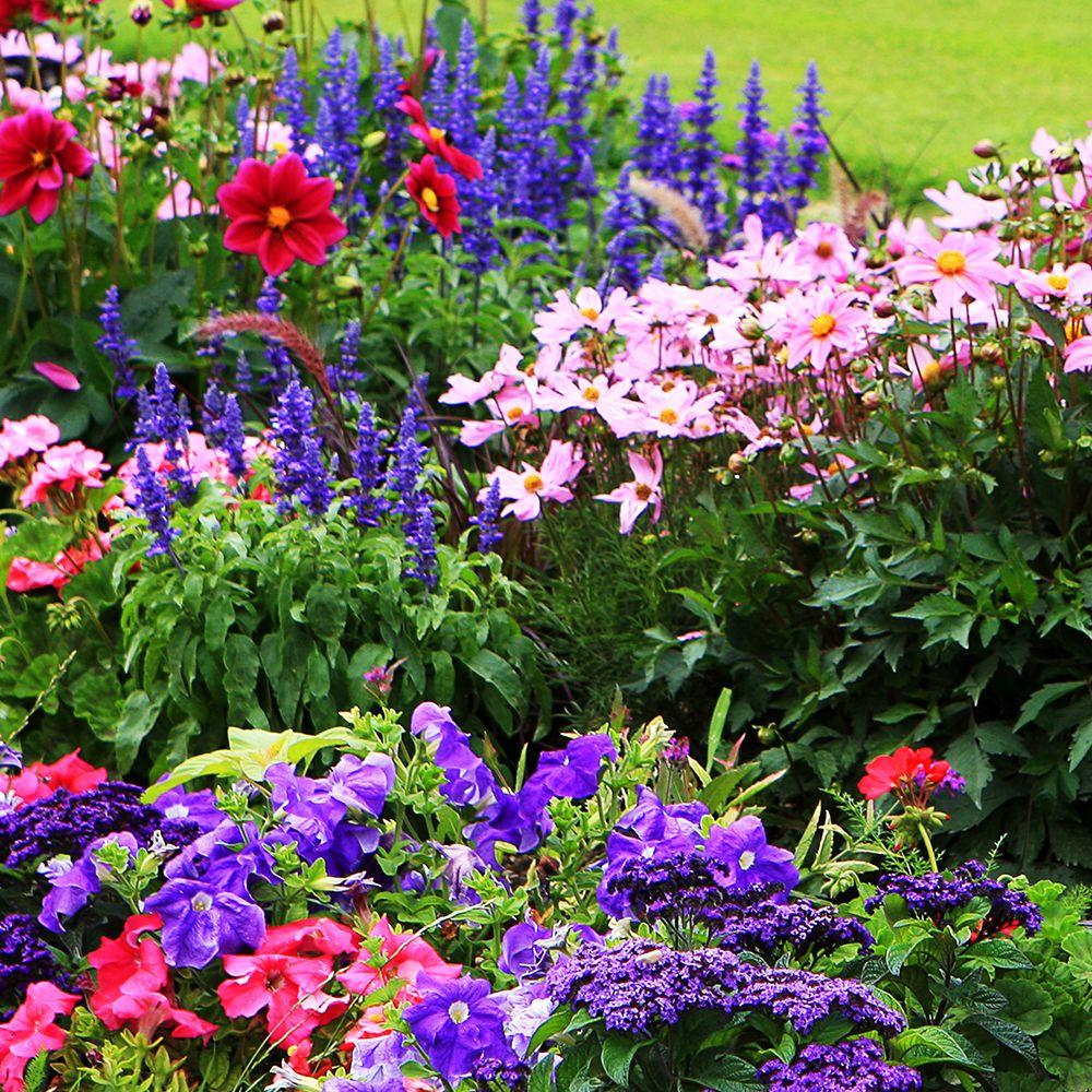 Outdoor Landscape Flowers
 Cottage Garden Plants 3 Litre Square Pot Cottage Garden