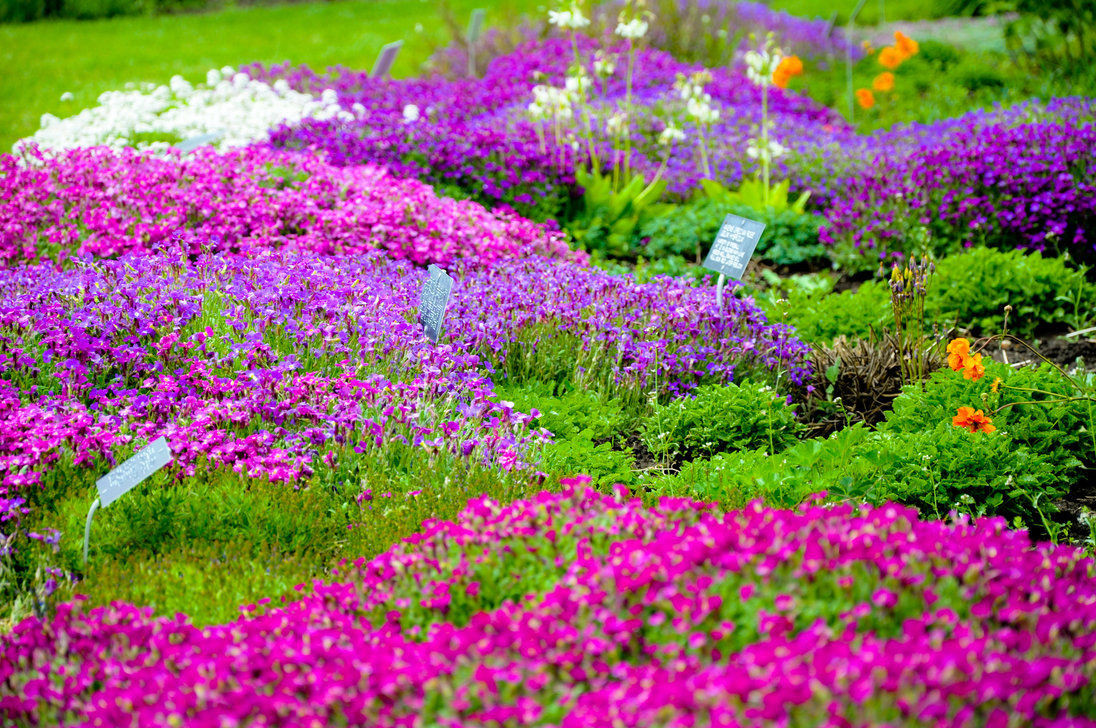 Outdoor Landscape Flowers
 Garden Flowers s and for