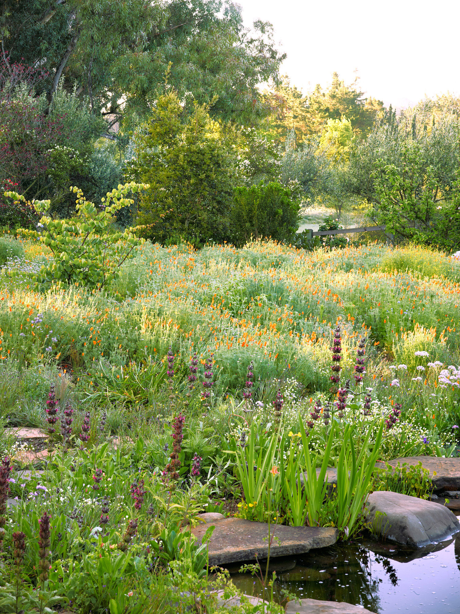 Outdoor Landscape Trees
 Meadow Garden Design Ideas Sunset Magazine