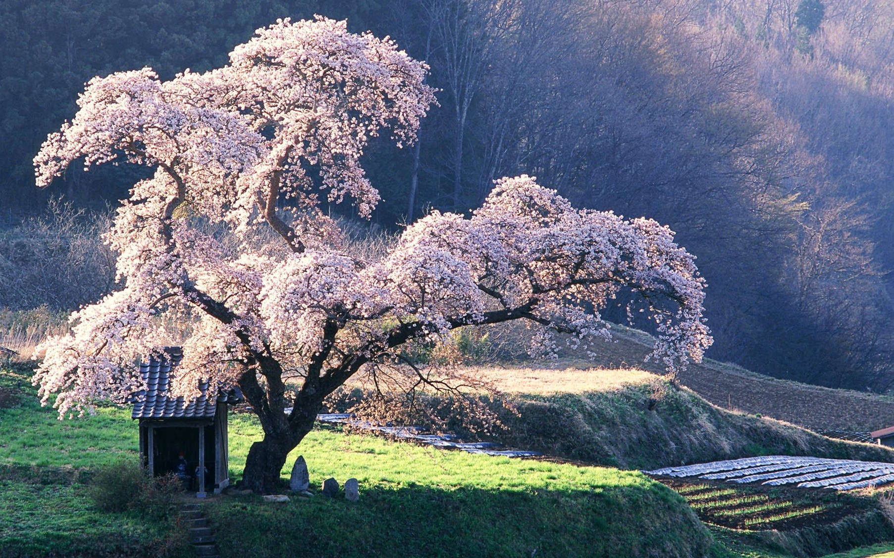 Outdoor Landscape Trees
 Beautiful Blossoming Tree Wallpaper HD Free s