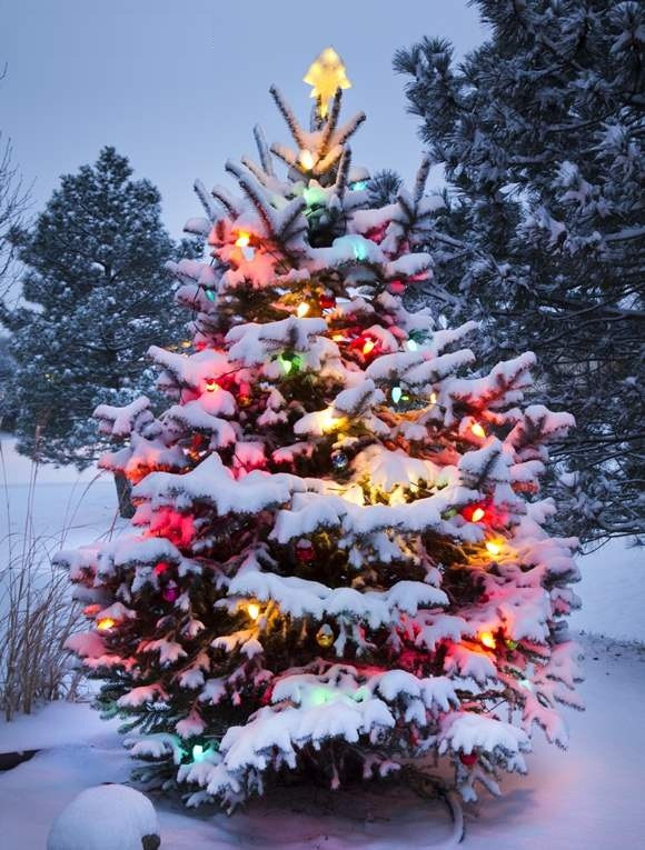 Outdoor Porch Christmas Tree
 11 November 2014