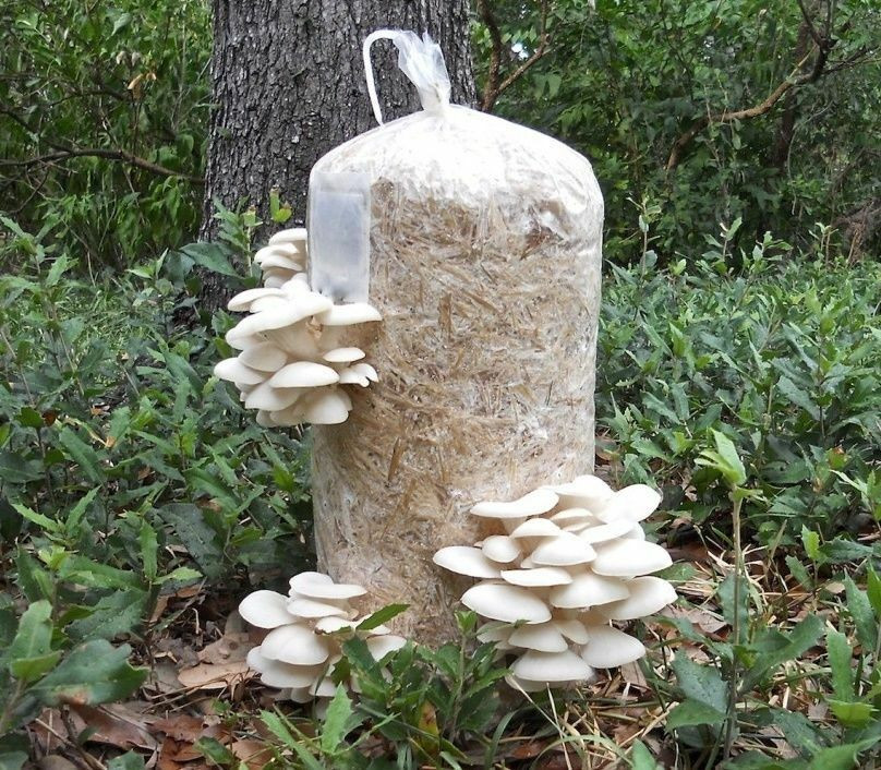 Pearl Oyster Mushrooms
 450gr 1 Pound WHITE PEARL OYSTER MUSHROOM SPAWN SEEDS