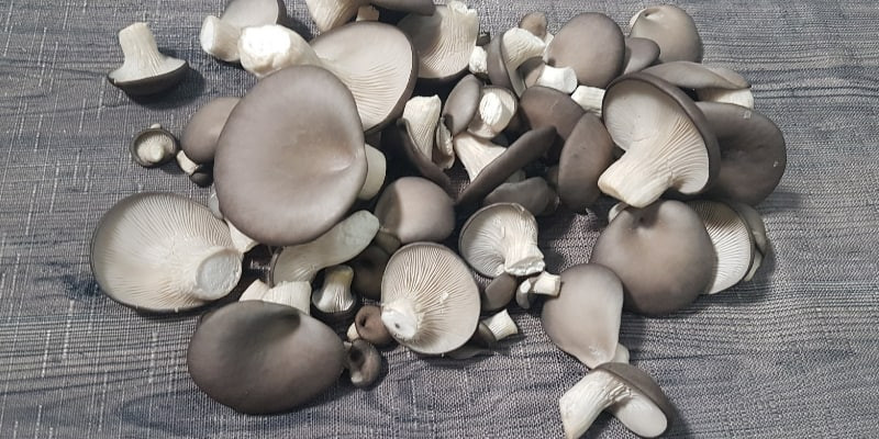 Pearl Oyster Mushrooms
 How To Grow Oyster Mushrooms
