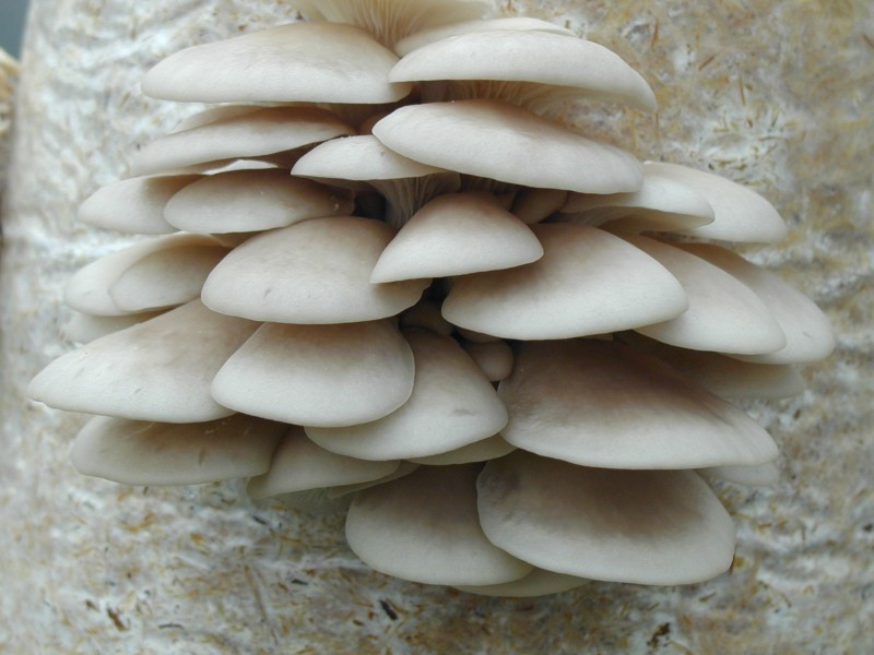Pearl Oyster Mushrooms
 Pearl Oyster Sawdust Spawn 1kg