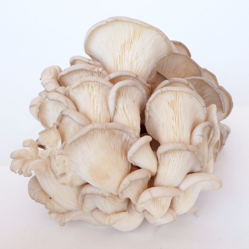 Pearl Oyster Mushrooms
 100 g WHITE PEARL OYSTER Spores Pleurotus ostreatus Spawn