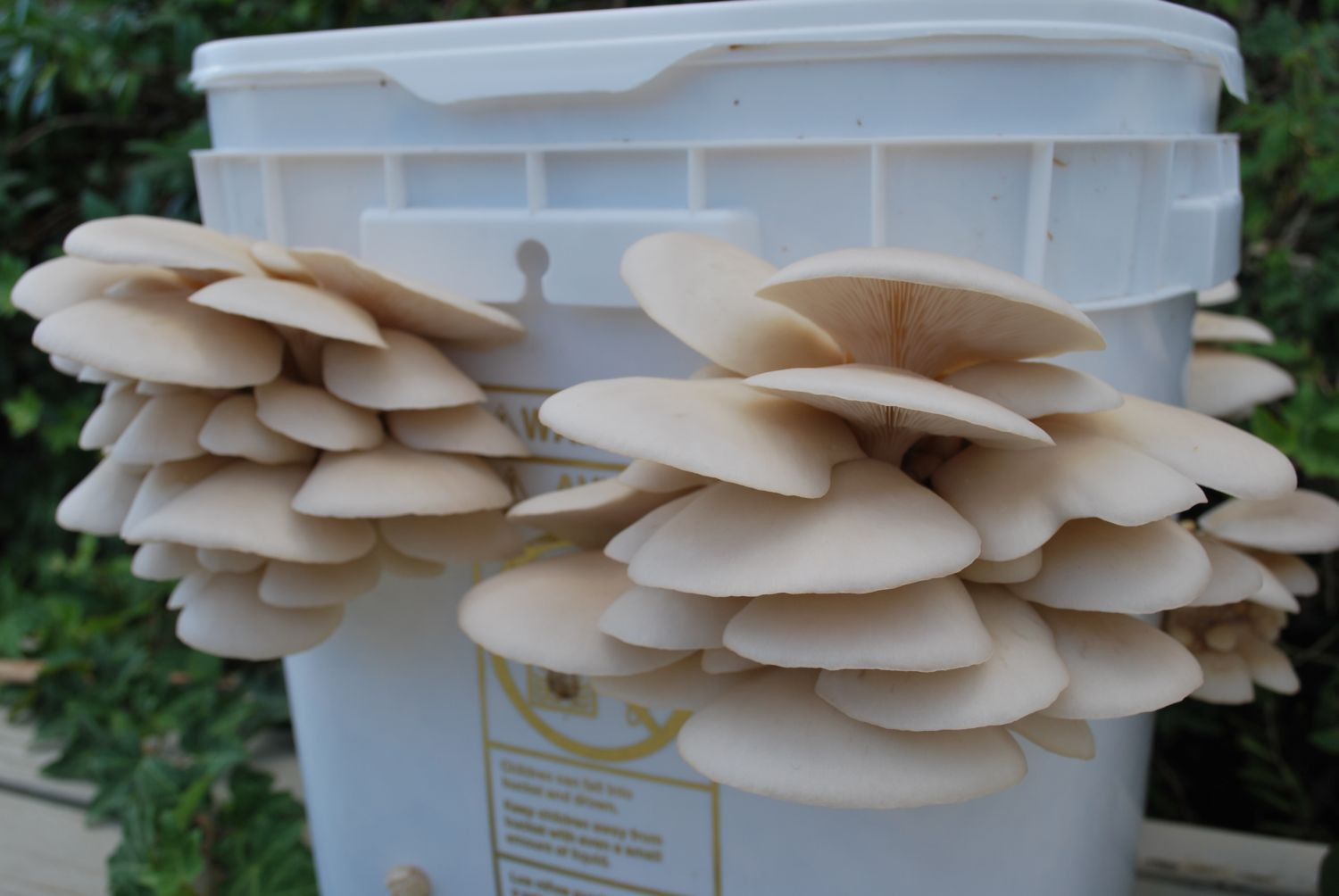 Pearl Oyster Mushrooms
 Pearl Oysters Cardboard Gourmet and Medicinal